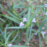 <i>Cyanotis axillaris</i>  (L.) D.Don ex Sweet